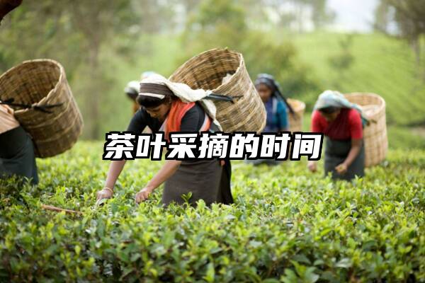 茶叶采摘的时间