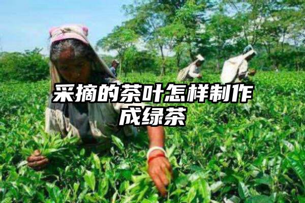 采摘的茶叶怎样制作成绿茶