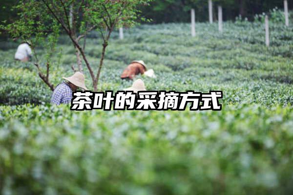 茶叶的采摘方式