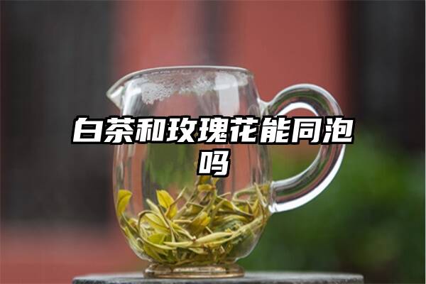 白茶和玫瑰花能同泡吗