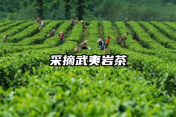 采摘武夷岩茶