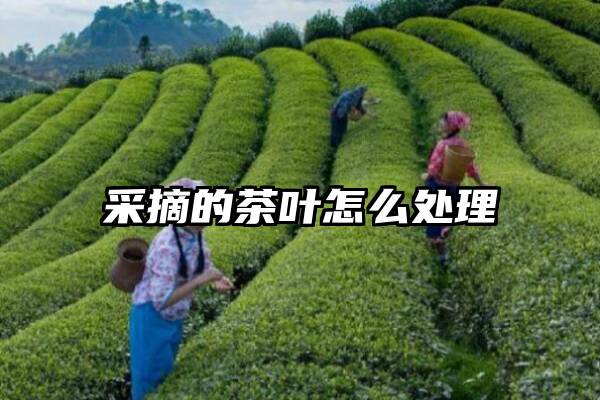 采摘的茶叶怎么处理