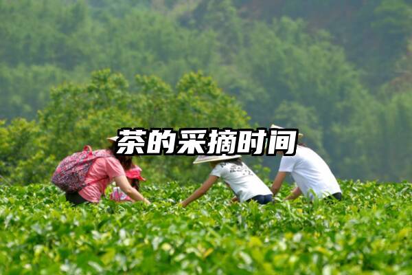 茶的采摘时间