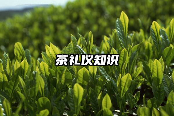 茶礼仪知识