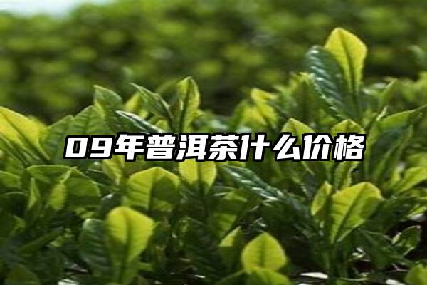 09年普洱茶什么价格