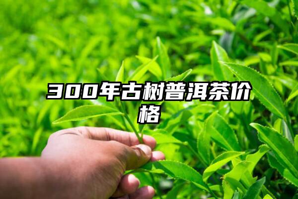 300年古树普洱茶价格