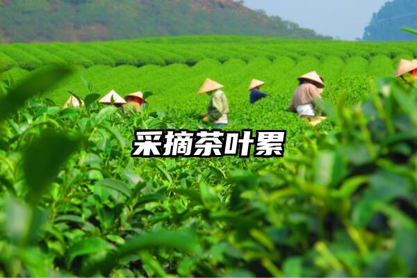 采摘茶叶累