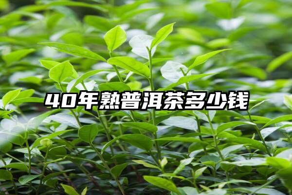 40年熟普洱茶多少钱