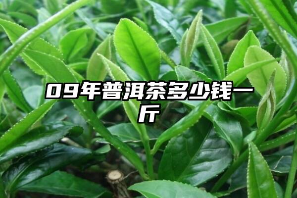 09年普洱茶多少钱一斤