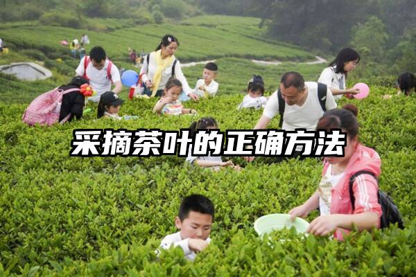 采摘茶叶的正确方法