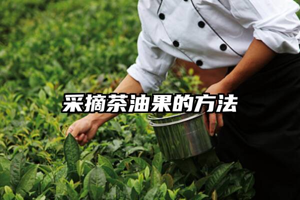 采摘茶油果的方法