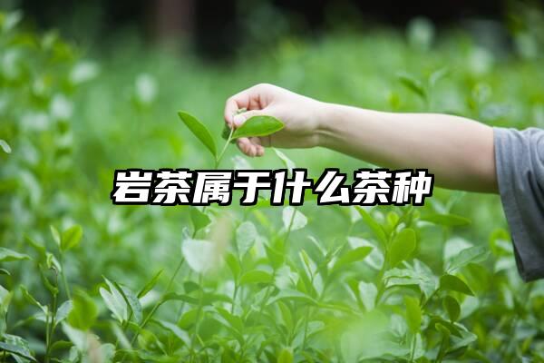 岩茶属于什么茶种