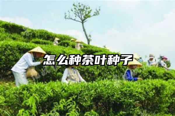 怎么种茶叶种子