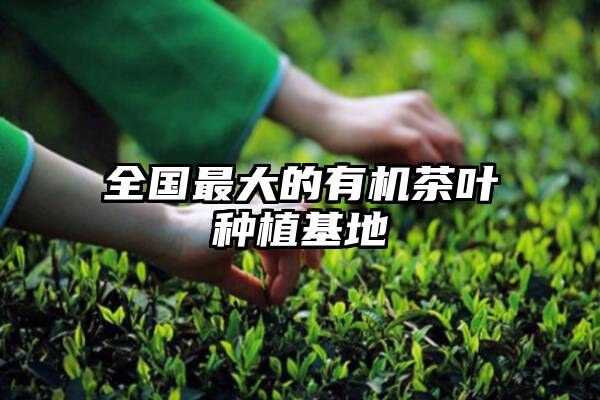 全国最大的有机茶叶种植基地