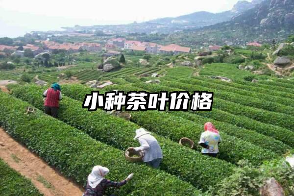 小种茶叶价格