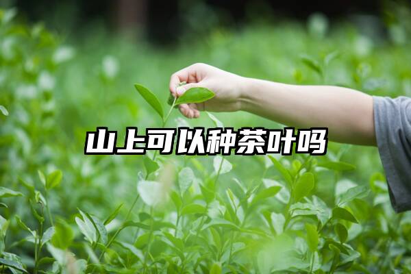 山上可以种茶叶吗