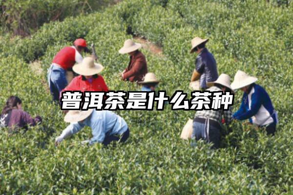 普洱茶是什么茶种