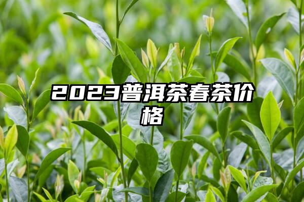 2023普洱茶春茶价格