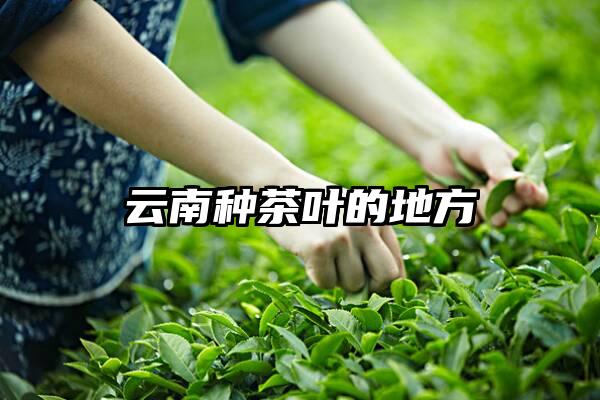 云南种茶叶的地方