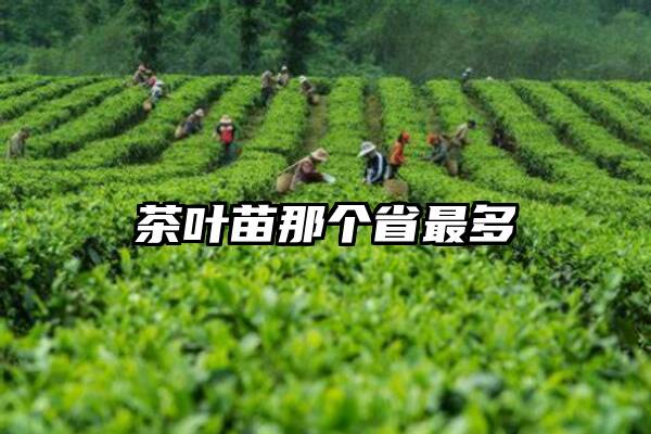 茶叶苗那个省最多