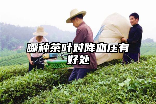 哪种茶叶对降血压有好处