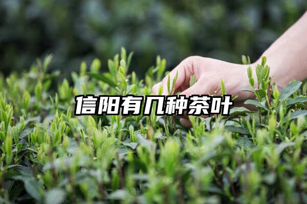 信阳有几种茶叶