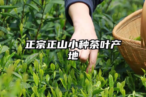 正宗正山小种茶叶产地