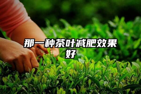 那一种茶叶减肥效果好