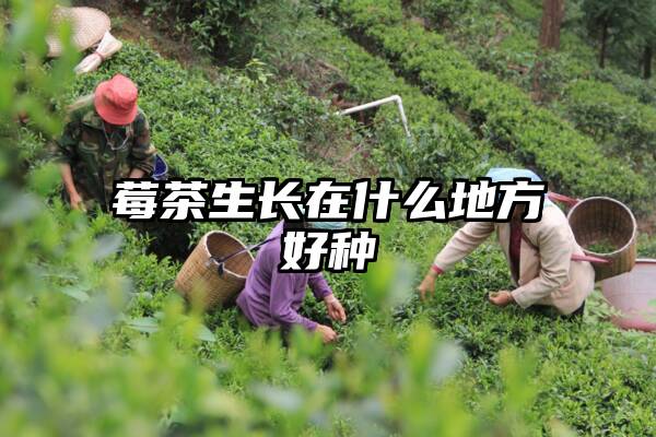 莓茶生长在什么地方好种