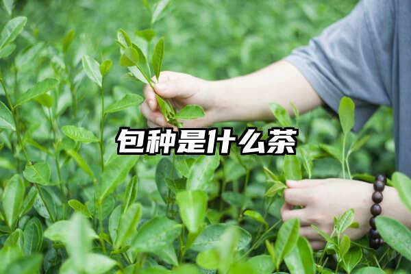 包种是什么茶