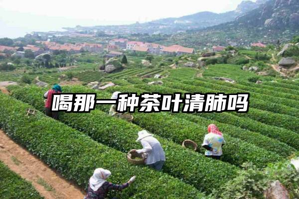 喝那一种茶叶清肺吗