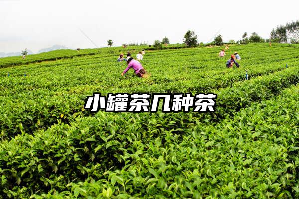 小罐茶几种茶