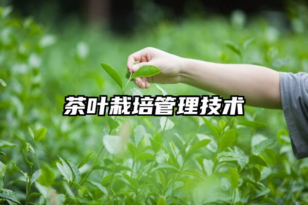 茶叶栽培管理技术