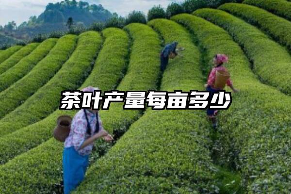 茶叶产量每亩多少