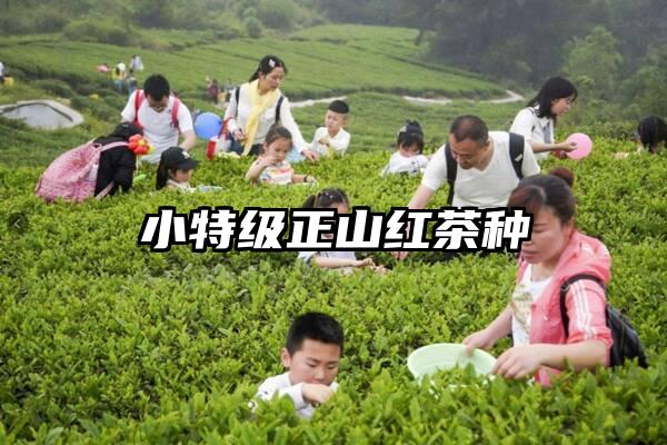 小特级正山红茶种