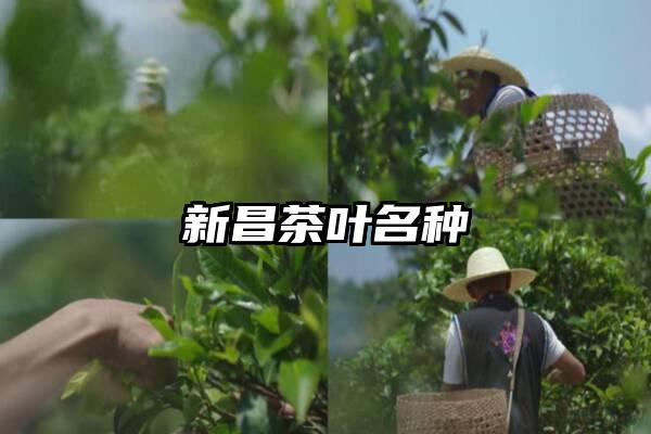 新昌茶叶名种