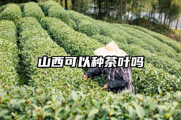 山西可以种茶叶吗