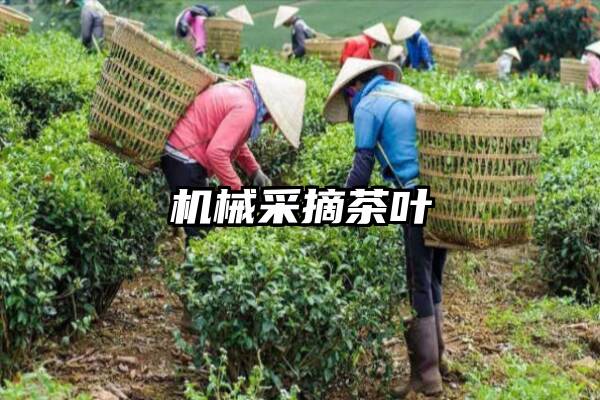 机械采摘茶叶