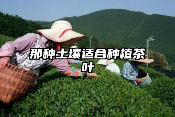 那种土壤适合种植茶叶