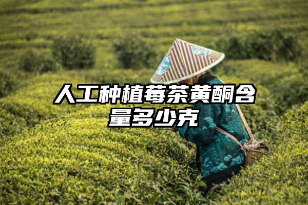 人工种植莓茶黄酮含量多少克