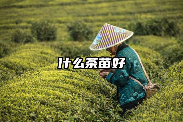 什么茶苗好