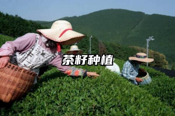 茶籽种植