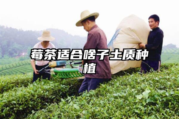 莓茶适合啥子土质种植