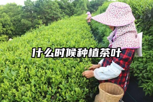 什么时候种植茶叶