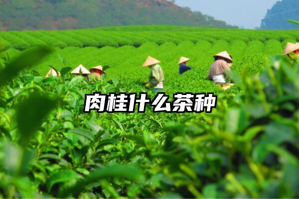 肉桂什么茶种