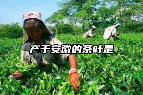 产于安徽的茶叶是