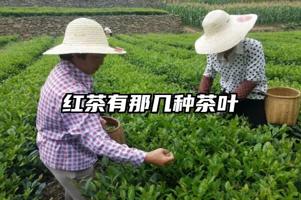 红茶有那几种茶叶