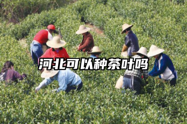 河北可以种茶叶吗