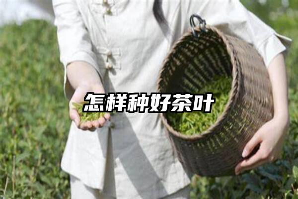 怎样种好茶叶