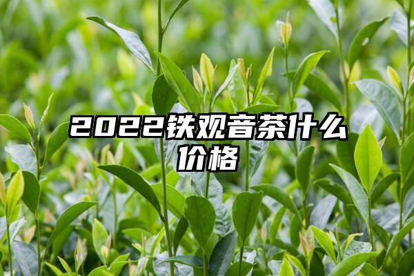 2022铁观音茶什么价格